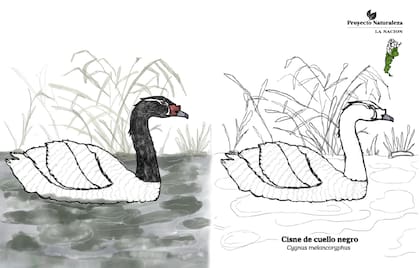 El cisne de cuello negro