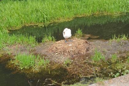 El cisne murió con el "corazón roto", según señalaron los defensores de la vida silvestre que siguieron el caso