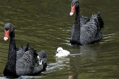 El "cisne negro" representa una metáfora de algo impredecible