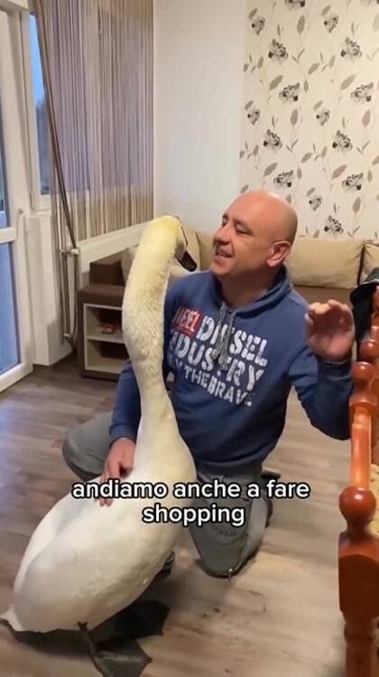 El cisne se adaptó a la vida doméstica y ahora no se despega de su salvador