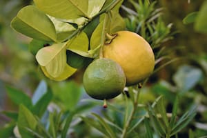 El cítrico tiene un efecto negativo cuando es consumido junto a otros medicamentos