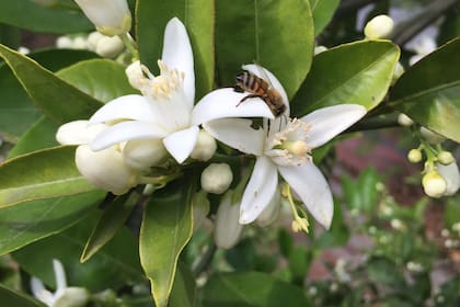 El Citrus aurantium o naranjo amargo es un árbol que alcanza los 10 m de altura. 