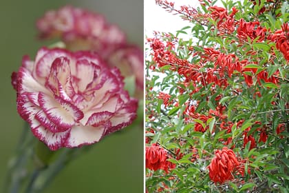 El Clavel es la flor que representa a España. El Ceibo, a la Argentina