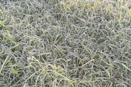 El clima afectó las pasturas