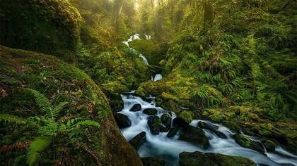 El clima y la geografía únicos de Hoh se han combinado para crear lo que Hempton llama "el Yosemite del oyente"