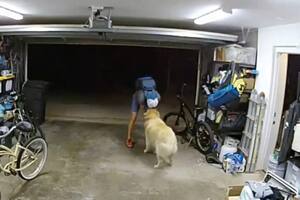 Un ladrón entró a una casa a robar y antes de escapar se puso a jugar con el perro de la familia