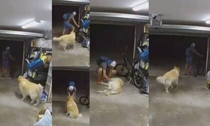 El clip fue compartido por las autoridades policiales de la ciudad de San Diego, Estados Unidos (Foto: Twitter @DiloConPerritos)