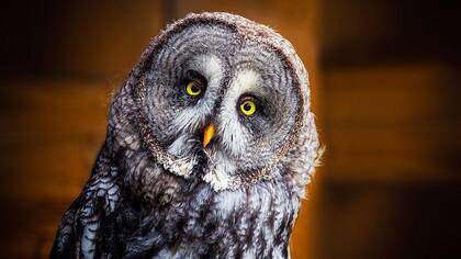 El cociente intelectual muestra algunas pero no todas las capacidades.