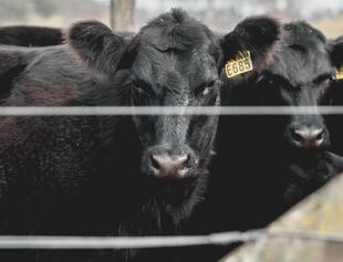 El cocinero compró 10 vacas preñadas Angus puras de pedigree y las llevó a su campo en San Pedro