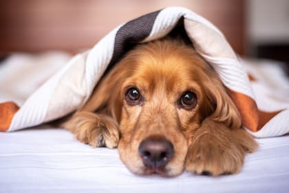 El Cocker Spaniel es una raza de perro originaria de Gran Bretaña; es de tamaño chico, pelaje sedoso y tiene personalidad amigable y juguetona (Foto ilustrativa: PIXABAY)