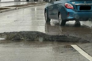 El cocodrilo caminando por las calles de Tampico (Captura video)