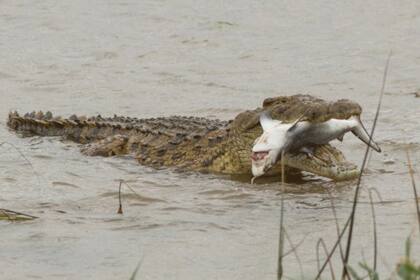 El cocodrilo del Nilo se aseguró de que su presa no se moviera demasiado
