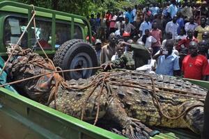 Osama, el aterrador cocodrilo de cinco metros que asesinó a 80 personas de un pueblo
