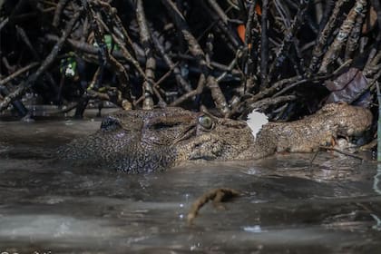 El cocodrilo estaba jugando con una pluma
