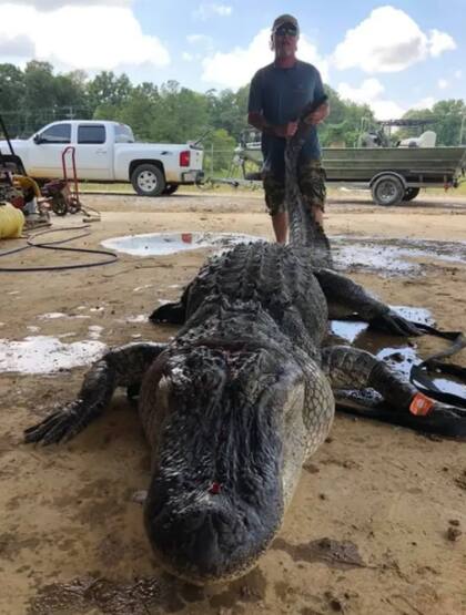 El cocodrilo fue cazado en aguas del Mississippi