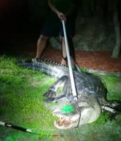El cocodrilo fue resguardado por las autoridades de Florida