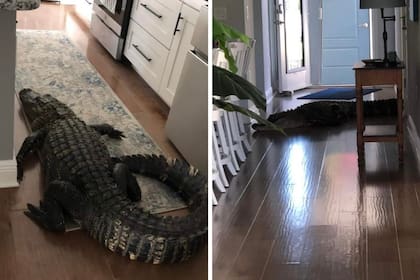 El cocodrilo que sorprendió a Mary en su casa en Florida