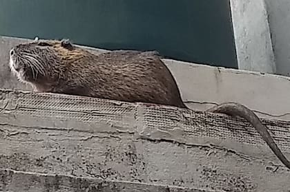 El coipo es un mamífero roedor que habita en bañados, orillas de ríos y lagunas, y se cree que este ejemplar vino de la Reserva Ecológica.