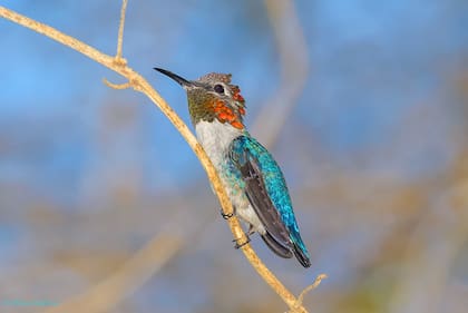 El colibrí zunzuncito es el más pequeño del mundo