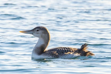 El colimbo de pico amarillo vive en Alaska