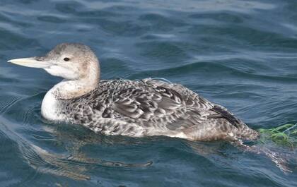 El colimbo de pico amarillo vive en Alaska y Columbia Británica