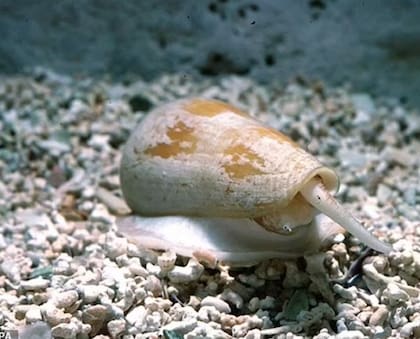 El colmillo del caracol "cono" es un arma mortal