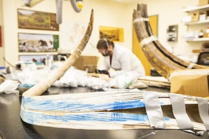 El colmillo se partió longitudinalmente para tomar muestras de las bandas de crecimiento que ofrecen un registro cronológico de toda la vida del mamut