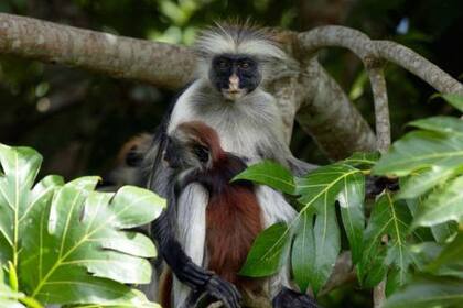 El colobo rojo de Zanzíbar es uno de los parientes más cercanos del desaparecido colobo rojo de Miss Waldron, que no ha sido visto oficialmente desde 1978