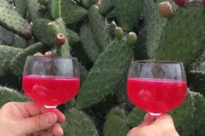 El colonche es una de las bebidas típicas de México