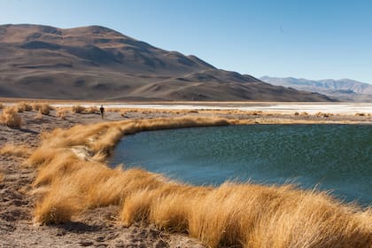 El color de las aguas en los Ojos del Campo varía según el tapete microbiano que los habita.