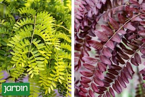 El otro espectáculo de la primavera que pocos miran