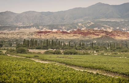 El color de los Valles Calchaquíes, uno de los lugares donde los viñedos otorgan calidad a los vinos