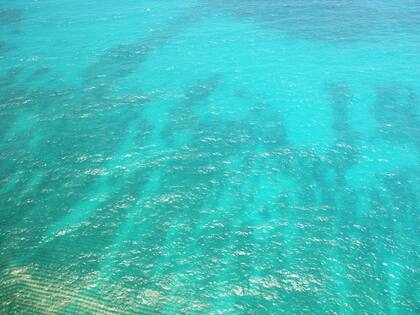 El color del agua del mar Caribe inspiró el tono turquesa del helado