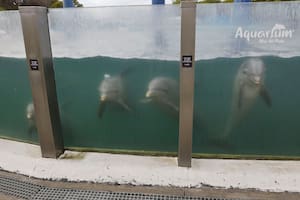 El color del agua donde viven los delfines del Aquarium Mar del Plata despertó una polémica