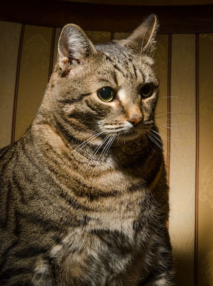 El color, la distribución y el tipo de pelaje están determinados por múltiples genes (Foto de carácter ilustrativa: Freepik)