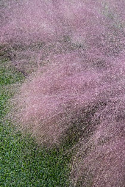 El color púrpura y el movimiento forman un contraste perfecto con el césped.
