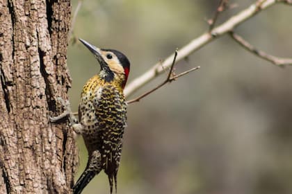 El color rojo en su cabeza no pasa desapercibido y tiene múltiples interpretaciones (Foto: Freepik)
