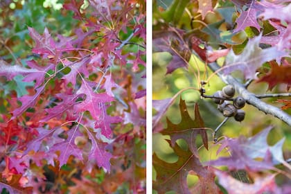 El colorido otoñal del Quercus palustris y el detalle de las bellotas
