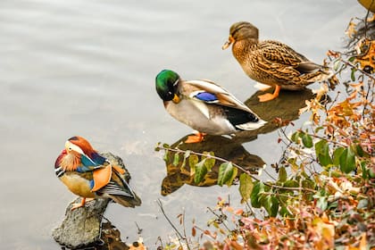El colorido pato mandarín (izquierda), una rareza que vivió un tiempo en el parque