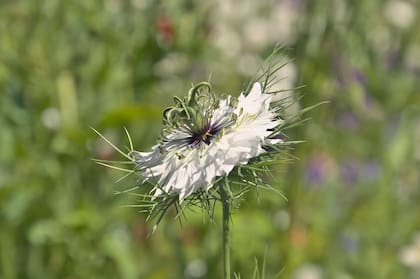 El comino negro proviene de una flor cuyas semillas, al madurar, se vuelven negras