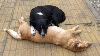 El compañerismo animal quedó en evidencia en esta historia que se viralizó en Facebook