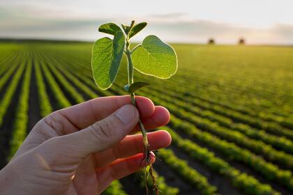 El complejo de la soja dejará más de US$20.000 millones en exportaciones