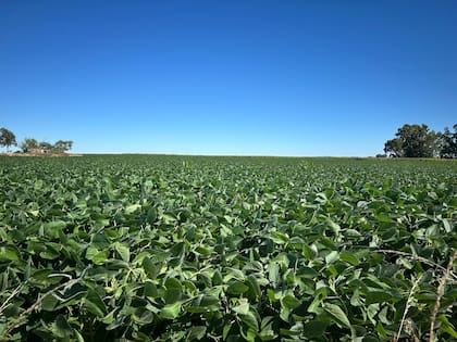 El complejo sojero representa más del 20% de las exportaciones totales argentinas, mientras que la agroindustria en su conjunto supera el 50%