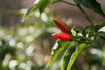 El componente picante de la cayena puede alejar a los mapaches de la zona