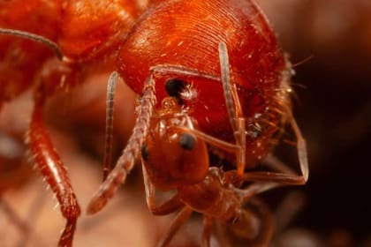 El comportamiento consiste en que hormigas pequeñas se suben a otras más grandes para lamerlas y mordisquearlas