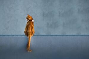 El comportamiento de los gatos siempre cautivó a los expertos