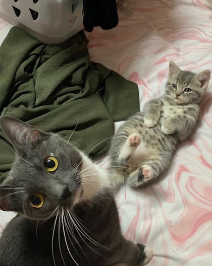 El comportamiento de Snowy es típico de los gatos domésticos