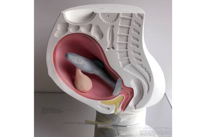 El concepto "Quiero dar luz a un tiburón", de Ai Hasegawa