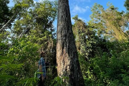El concepto de cultivar yerba mate bajo árboles nativos crece en Misiones, donde tradicionalmente la selva y el monte eran vistos como un obstáculo para la producción o el límite de la frontera productiva