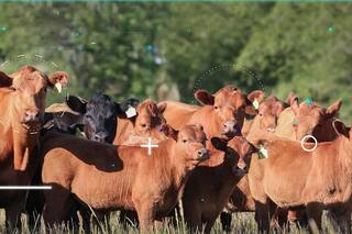 Agtech Ganadero: todos los detalles de un nuevo concurso